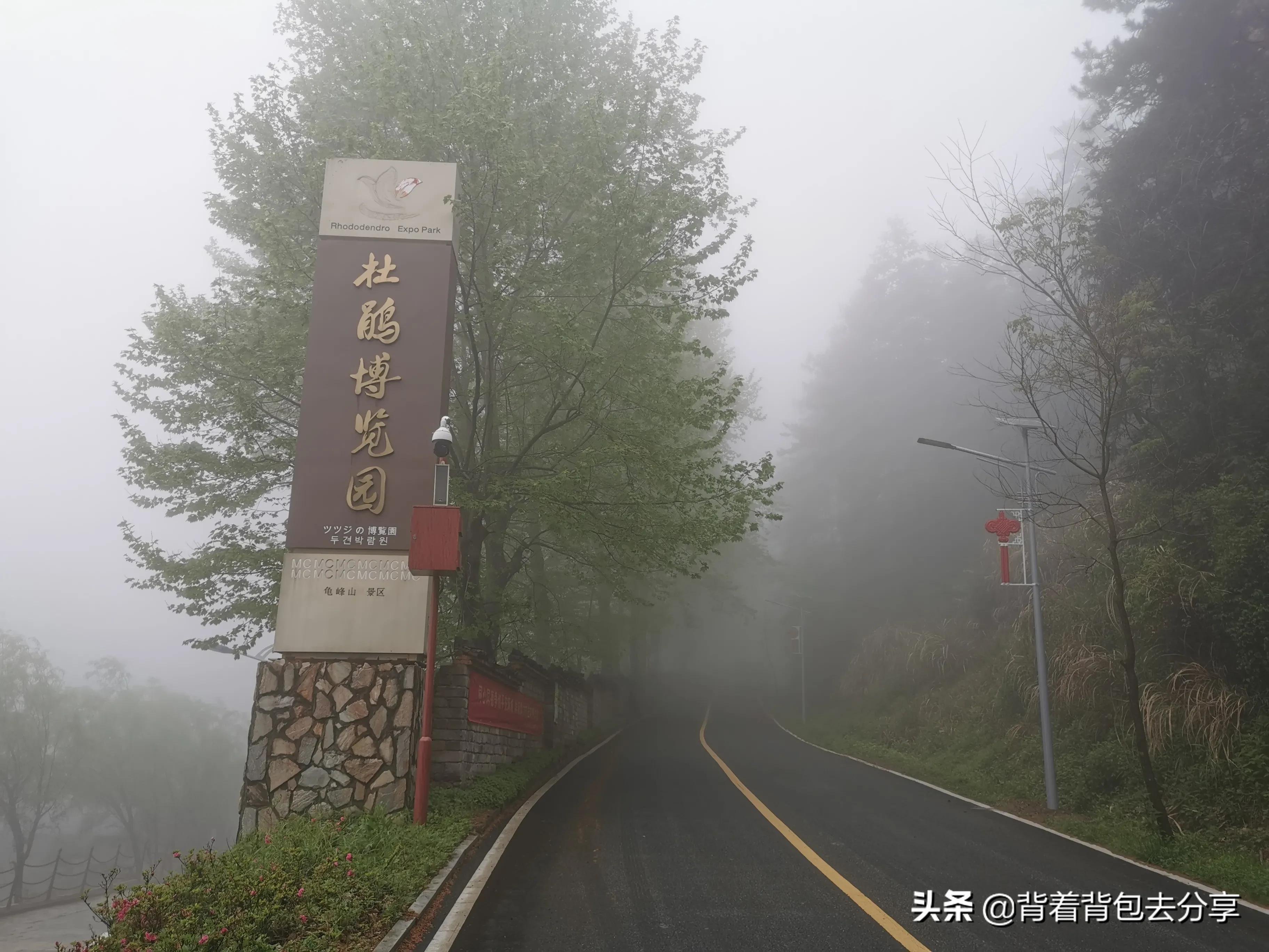 麻城看杜鹃花攻略,去麻城看杜鹃攻略