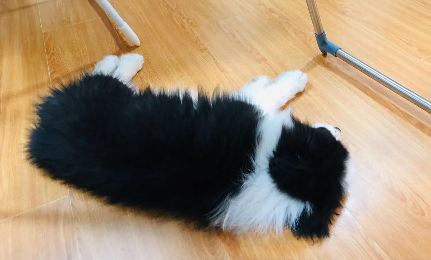 狗子刚到家一直哼唧是咋回事,狗子刚到家一直叫怎么办