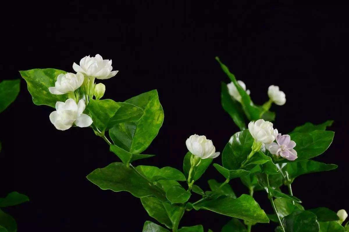 花没开就枯萎了图片,花前落蕾啥原因