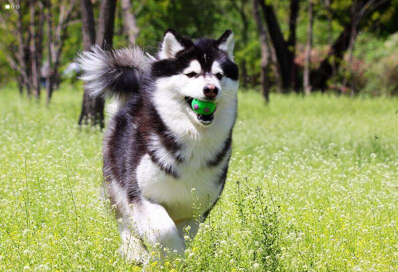 阿拉斯加犬身上有虫子该怎么办,阿拉斯加体内寄生虫怎么驱除