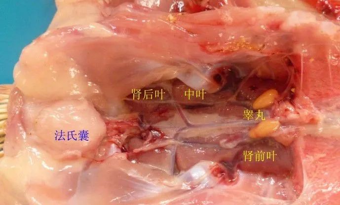 家禽常见疾病及检测方法书籍,家禽养殖疾病诊断