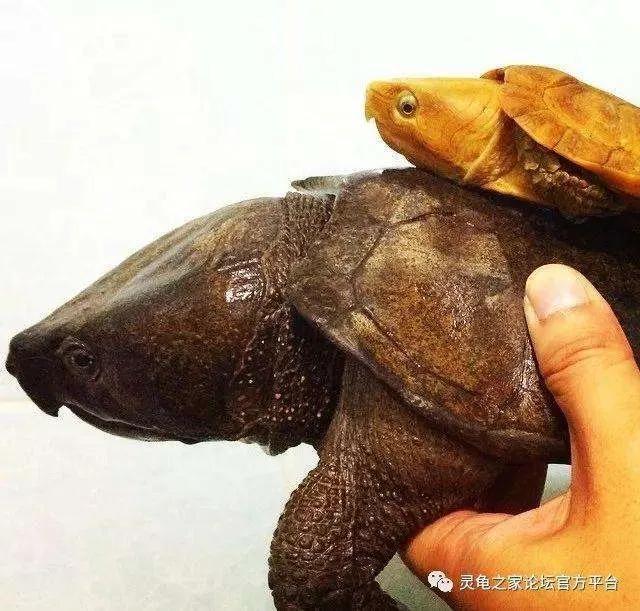 鹰嘴龟国鹰,花鸟市场鹰嘴龟