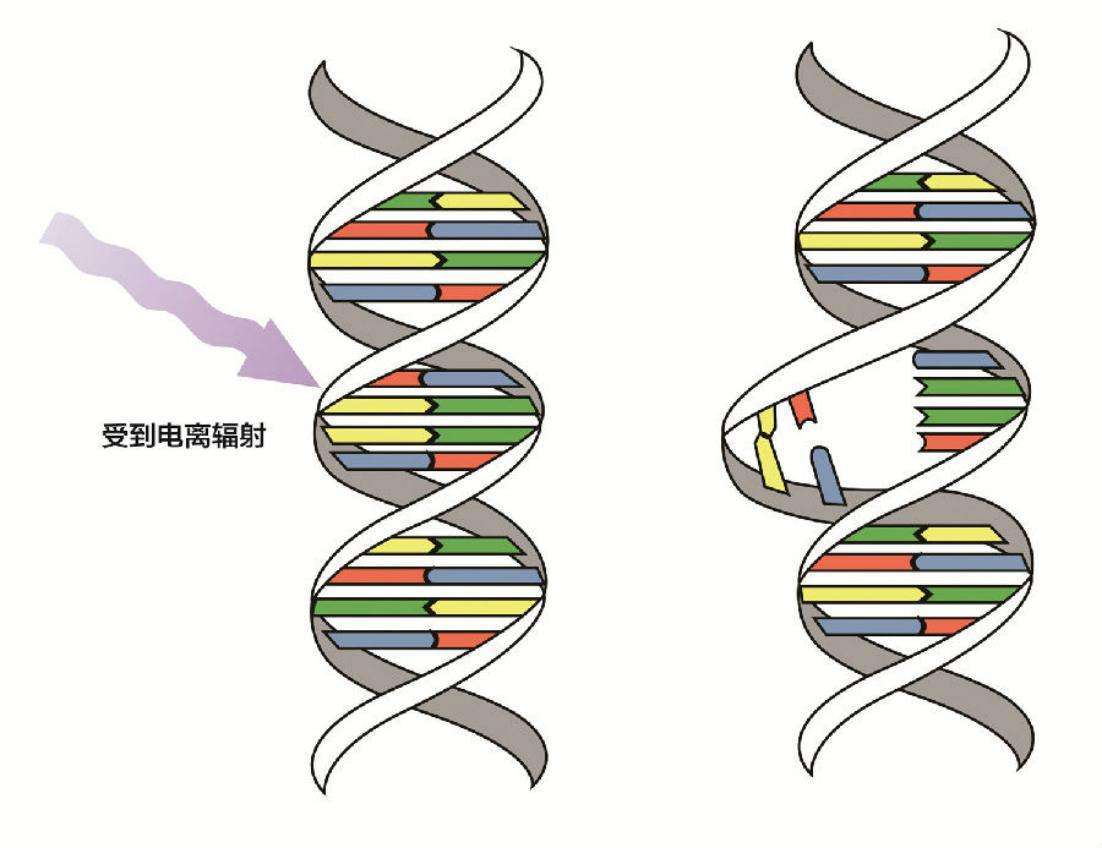 日本基因突变双头龟,双头龟是基因突变吗