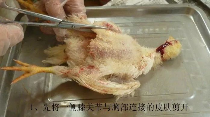 家禽常见疾病及检测方法书籍,家禽养殖疾病诊断