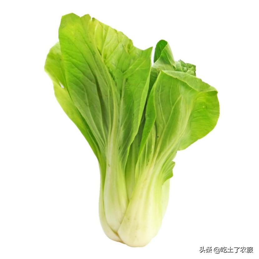 小青菜种植技术,小青菜种植和管理