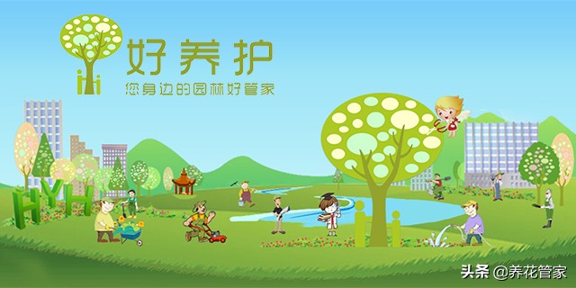 为什么薄荷最上面的叶子很小,薄荷怎么越长越高叶子都没了
