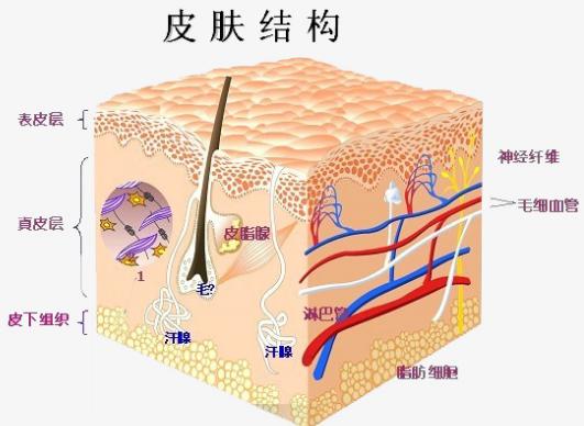 难看又难缠的肥胖纹，要如何预防和去除呢？