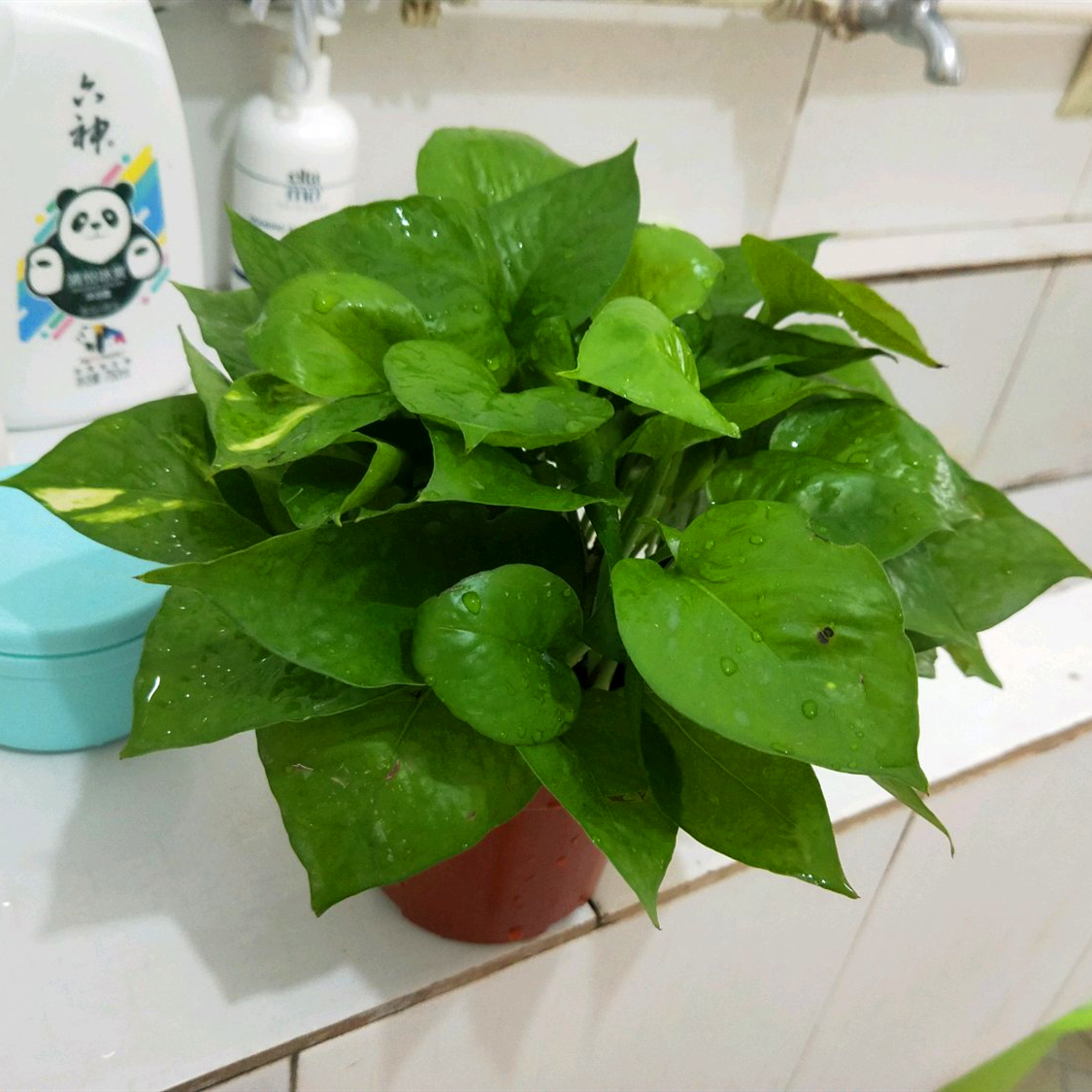养绿萝的花盆扔了还是留着,绿萝怎么养才能更旺盛加烟灰