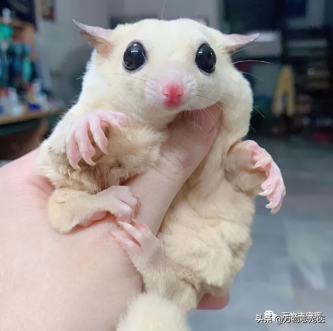 小小蜜袋鼯会咬人吗,新手养蜜袋鼯必须要注意的点