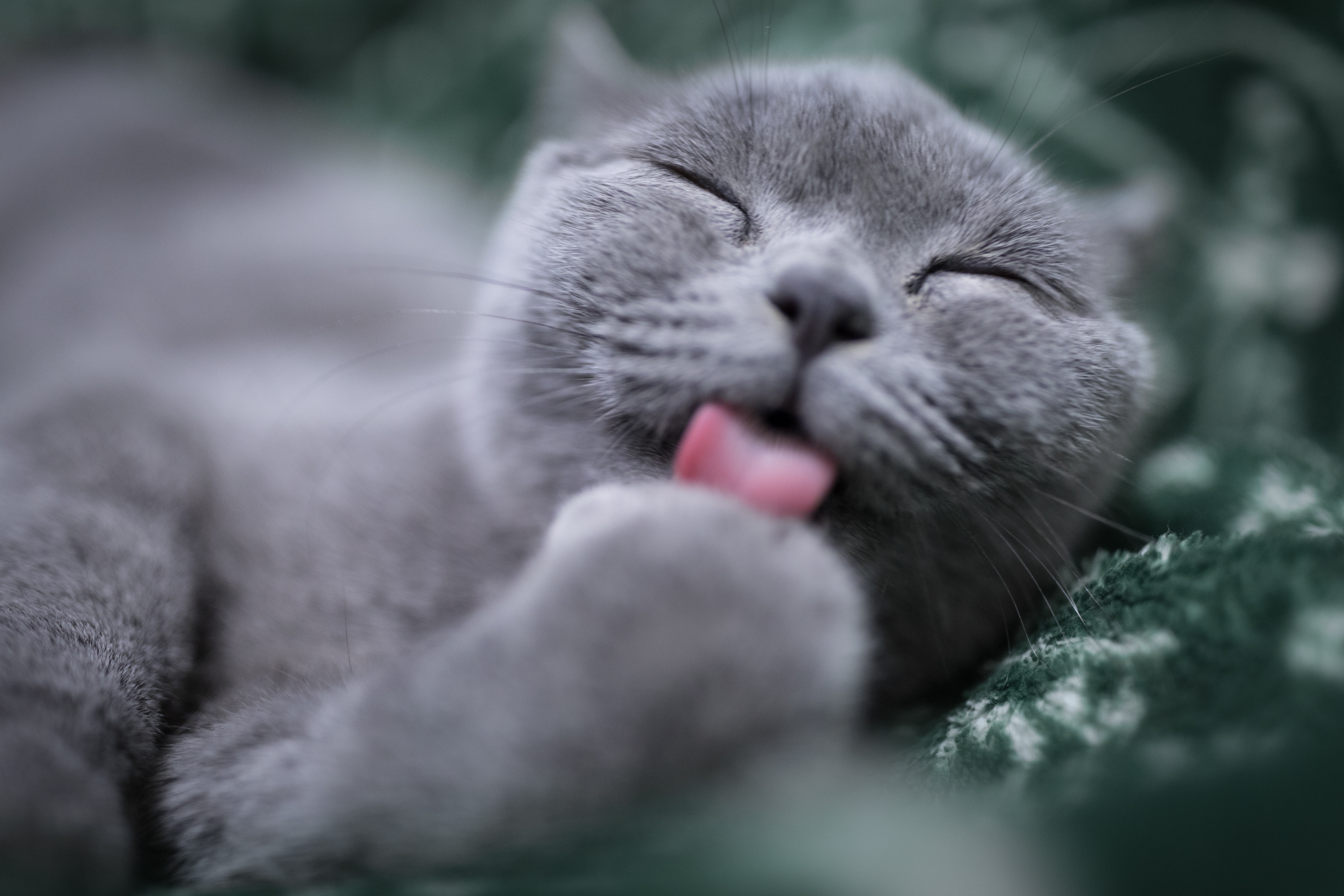 猫咪的咕噜声可以呵护骨骼,猫咪的呼噜声治疗骨折