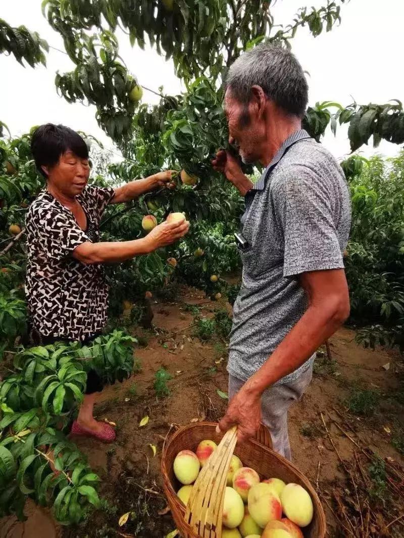 “人没了，账不能烂！”儿子离世欠下30万，老夫妻种桃替亡子还债