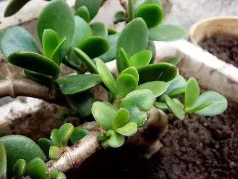 这几种常见的多肉植物有毒，你家里有养吗？