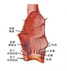 痔疮的健康讲座,痔疮严重怎么幽默说