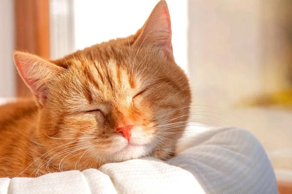 猫咪拉肚子吃蒙脱石散用量,猫咪绝育后拉肚子怎么回事