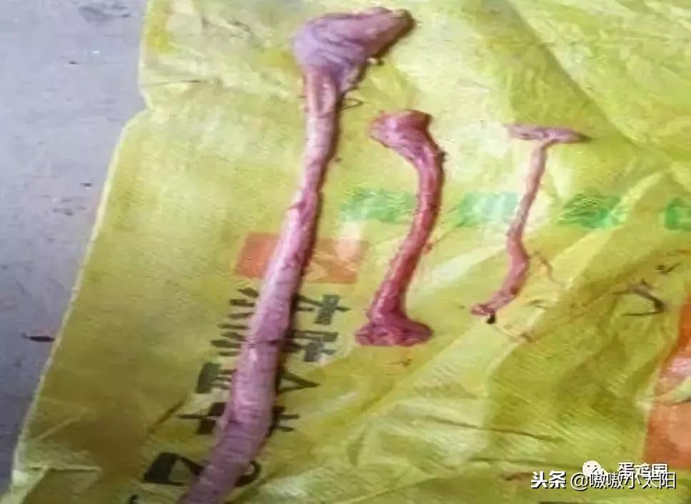 蛋壳是如何形成的？破蛋、软蛋多是咋回事？