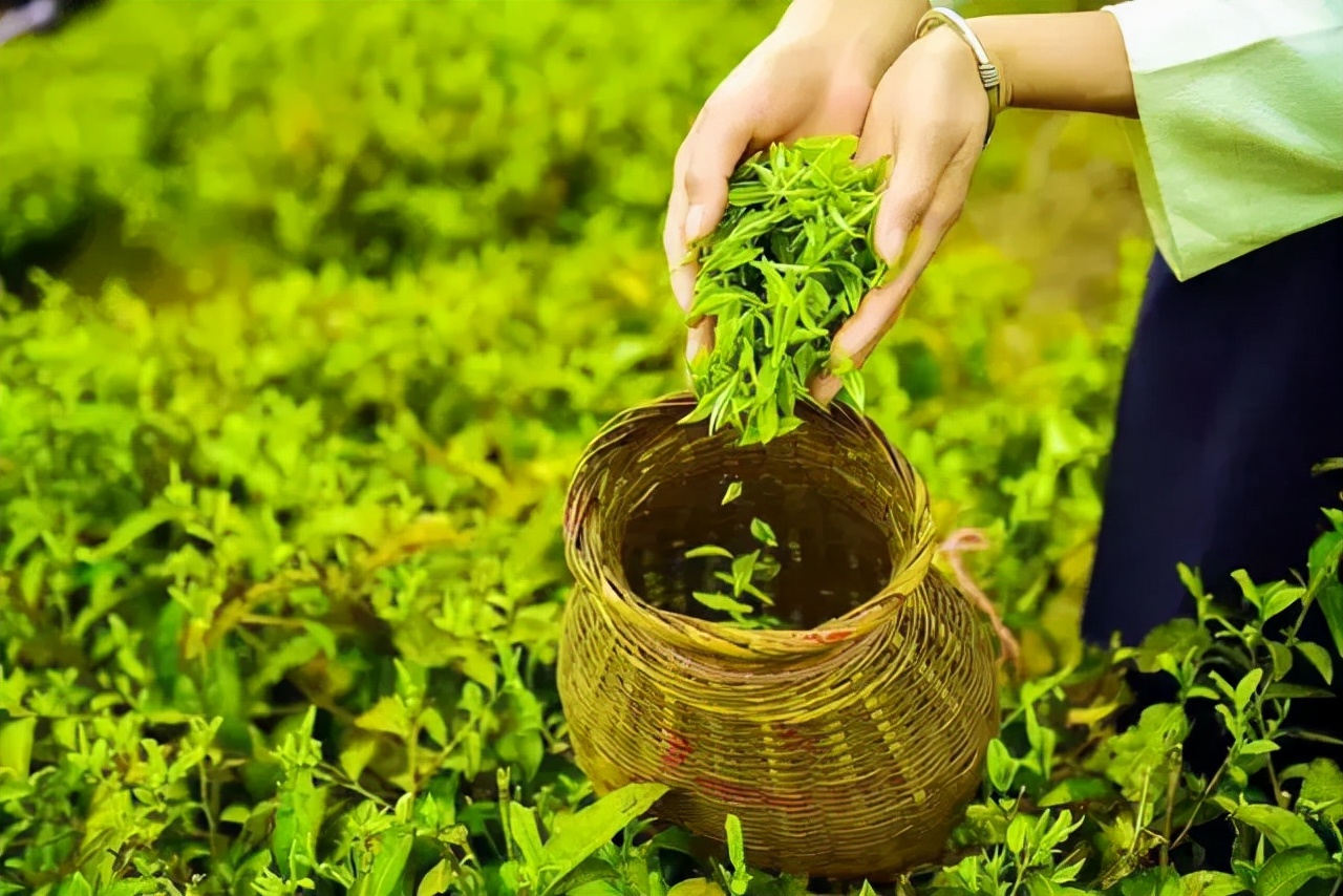饼茶砖茶沱茶散茶的造型奥义,砖茶沱茶饼茶散茶哪一款更好