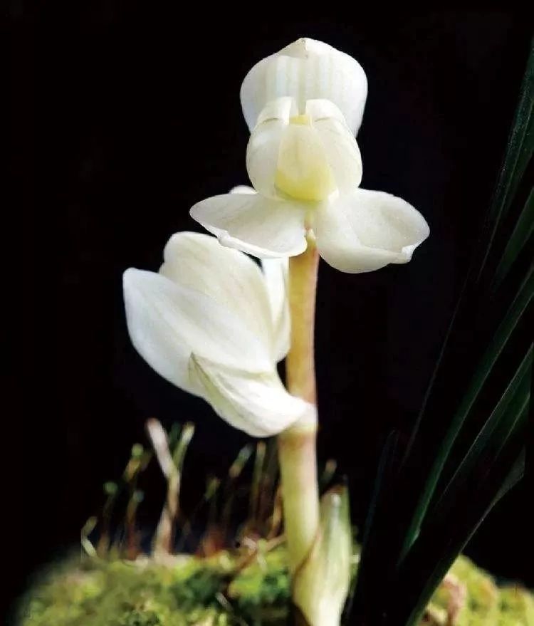 世界十大漂亮名贵花卉,植物研究世界名贵花卉