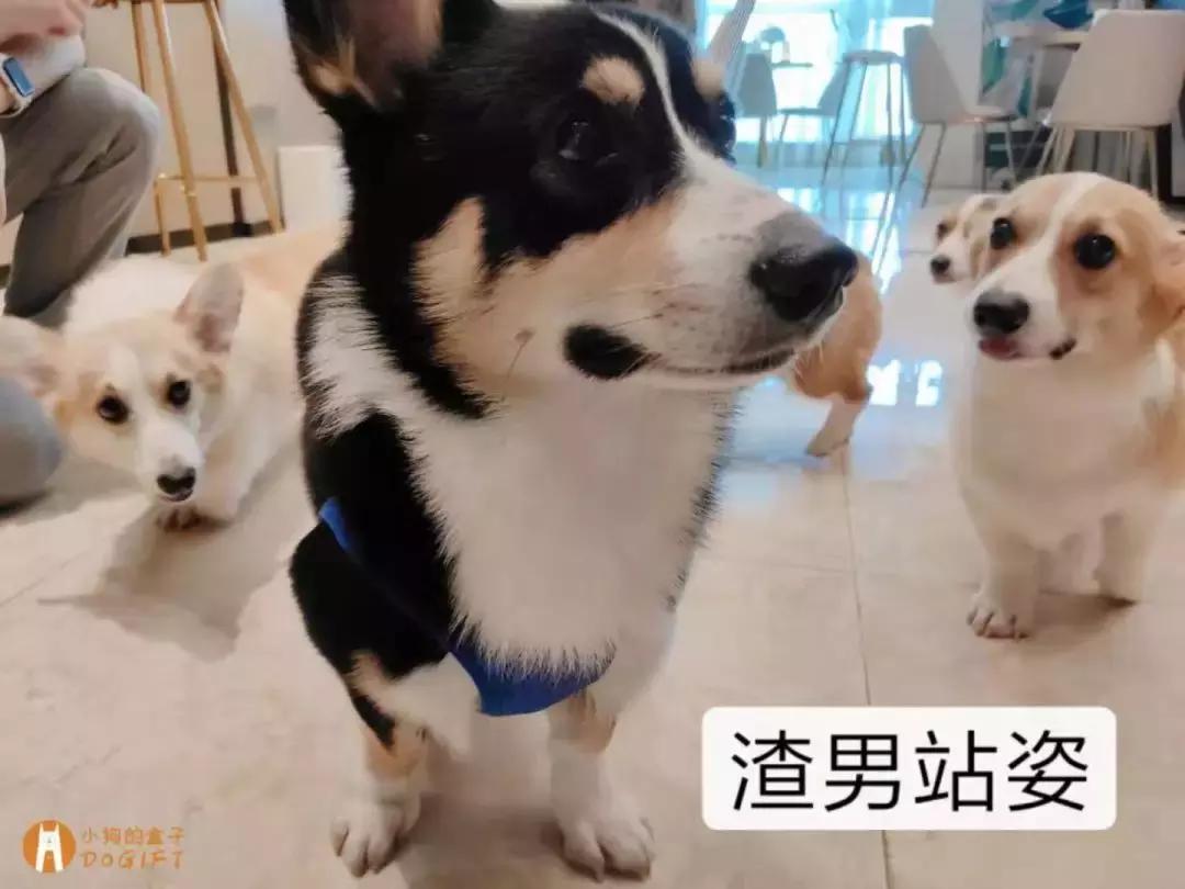 马克深圳最秀狗咖