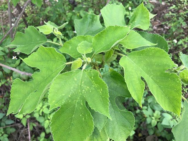 构树的药用价值可治什么病,构树树叶药用价值