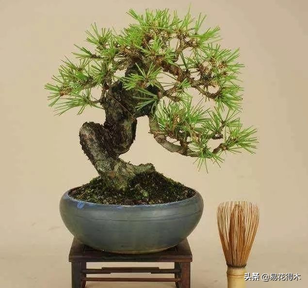 黑松盆景经典造型,日本黑松盆景培养技术