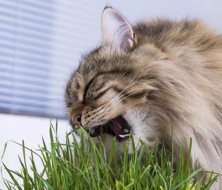 猫出去外面吃草还需要吃猫草吗,猫为什么会吃草猫草都有哪些种类