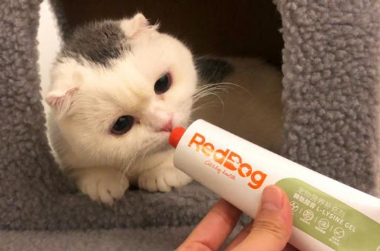猫咪最近眼屎比较多可以用什么药,一个月猫咪吃啥预防掉毛跟眼屎