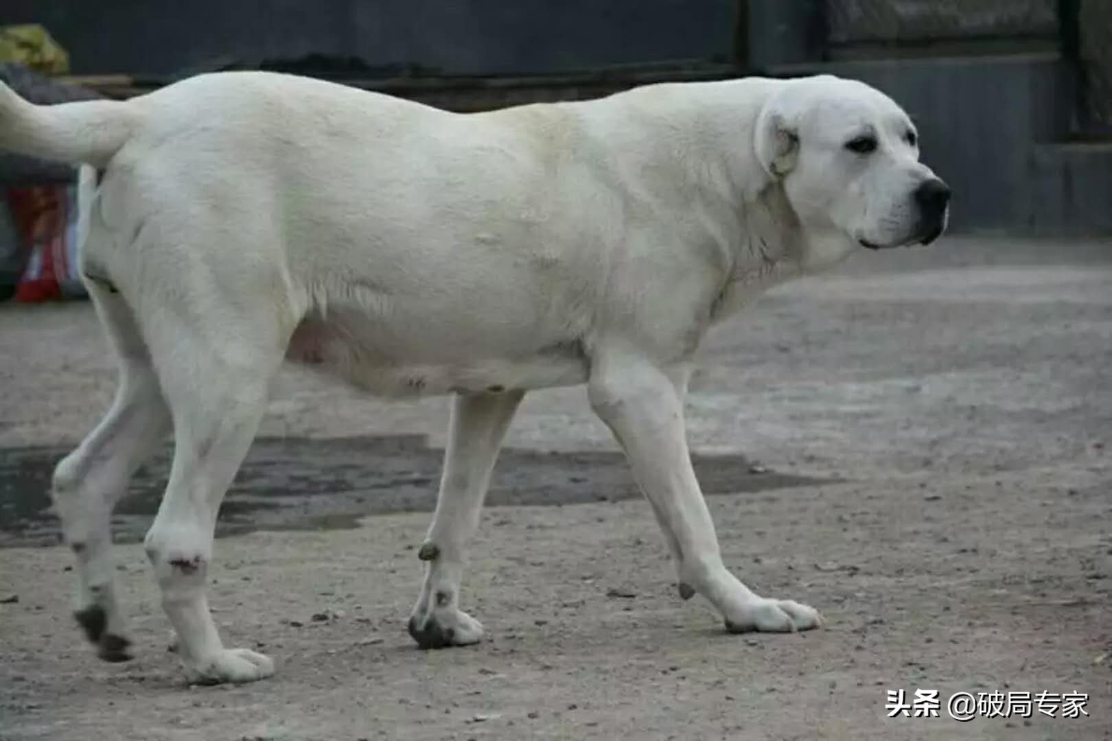 肉狗养殖基地骗局视频,养殖肉驴骗局揭秘
