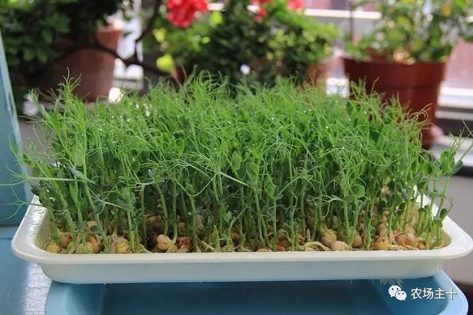 纸上种菜怎么赚钱,纸上种菜手把手教你