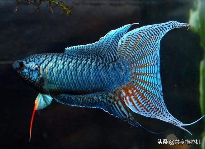 这种生态鱼，儿时的烂大街，如今能炒到几百块一条，满满的回忆