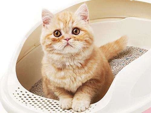 家里养猫咪怎么样才能除臭,家里养的猫咪觉得脏怎么办