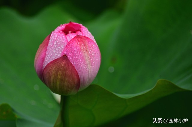 荷花芙蓉是莲花的别称吗,荷花的别称有两种分别是什么