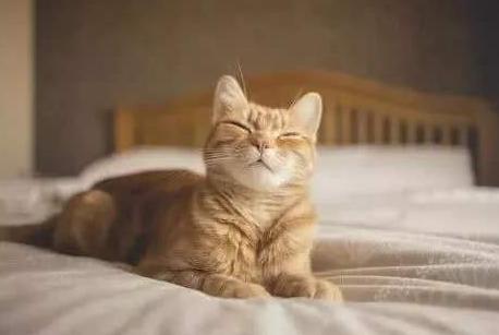 猫咪尿尿是报复举止吗,猫咪报复性乱拉屎纠正