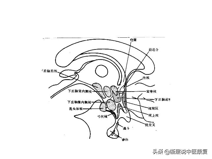 中枢神经系统断层解剖讲解,中枢神经3d解剖动画