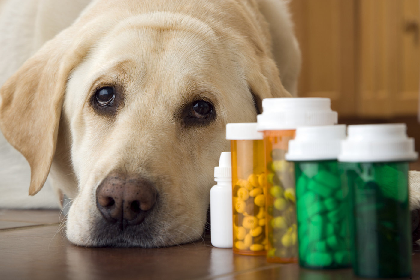 犬窝咳狗狗不吃不喝怎么办,狗狗得了犬窝咳可以带它出门吗