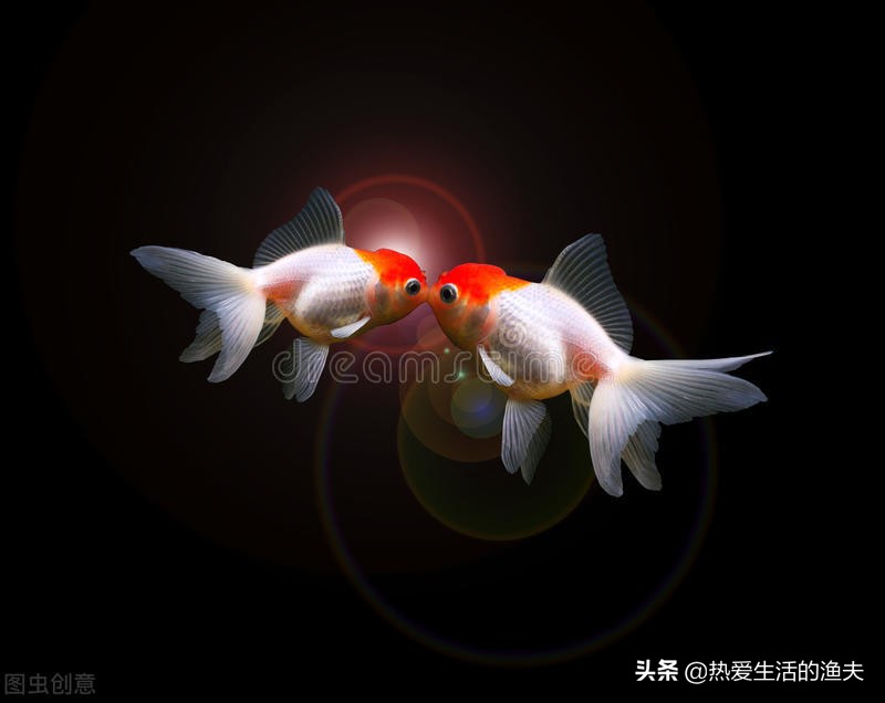 春天来了应种什么植物,刚孵出的金鱼苗怎么养