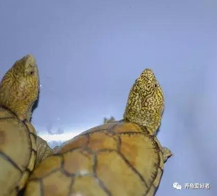 龟龟挑食不吃龟粮了，这可咋办？
