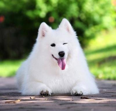 狗界最帅的狗是哪种狗,世界上十大最漂亮的狗品种