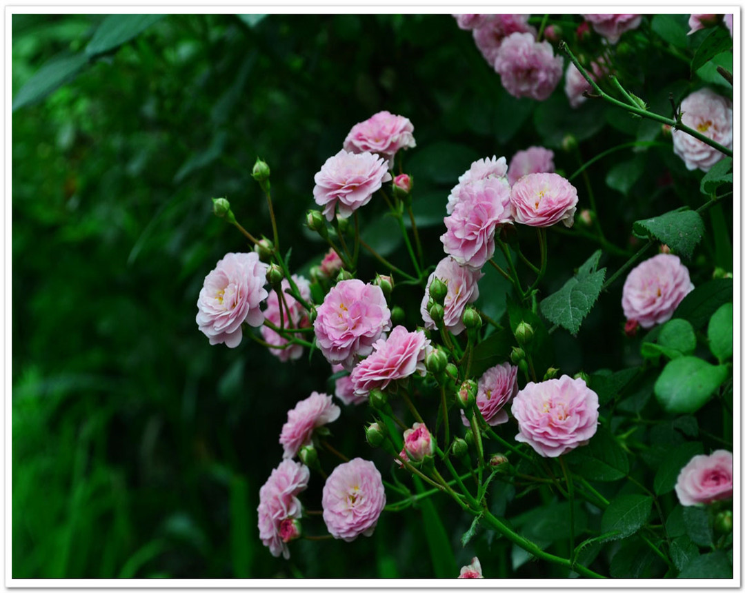 蔷薇花春季怎么养护,蔷薇花的养护和施肥方法