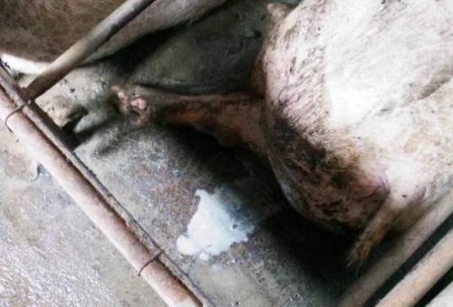 母猪子宫内膜炎的病因与防治方法,如何治疗母猪子宫内膜炎