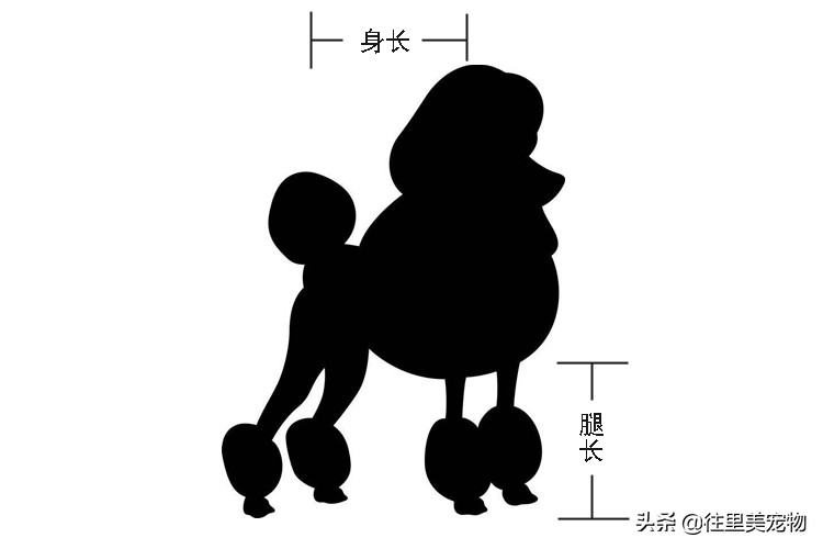 怎么区分泰迪和贵宾犬的区别呢,怎么分辨泰迪贵宾犬纯不纯