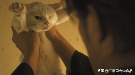 盘点那些萌猫,最萌猫十大排名