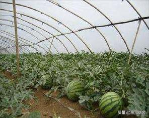 中国地理标志农产品品牌有标识吗,全国农产品地理标志排名