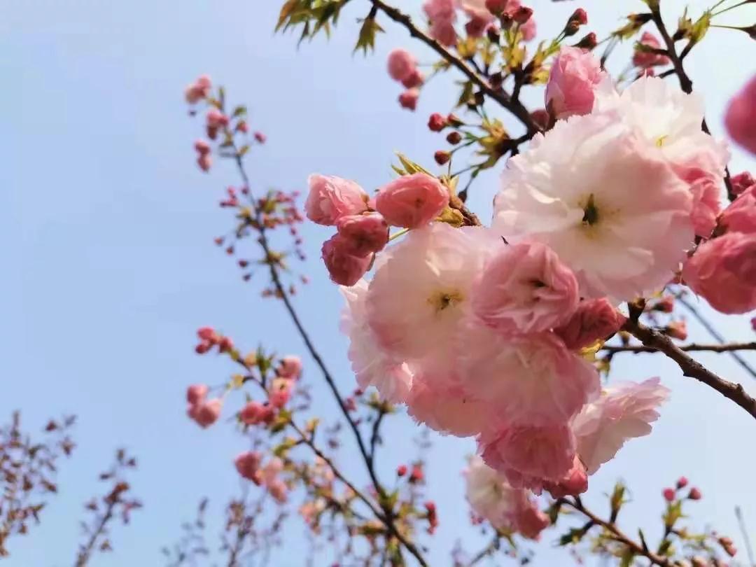 太原迎泽公园3月份看花,迎泽公园看花