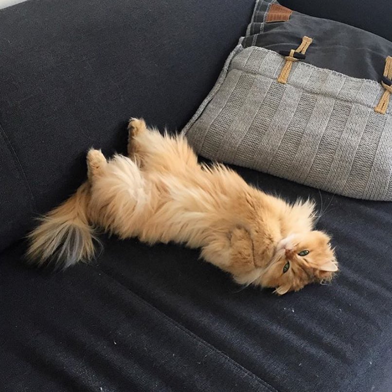 去除猫尿的洗涤方法,衣物去猫尿味最有效的方法