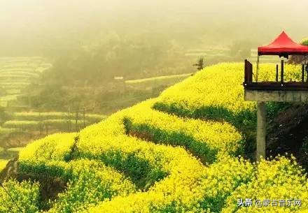 新歌推荐|乌兰娜《童年的油菜花》油菜花开正当时不负*光春**不负己