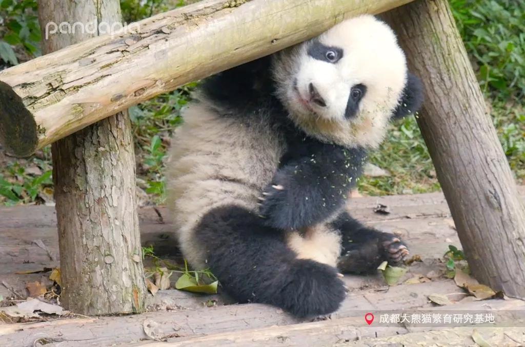 四川熊猫麻将怎么打,打熊猫麻将的诀窍