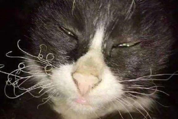 猫主子受伤了怎么处理,猫咪生病铲屎官做些什么
