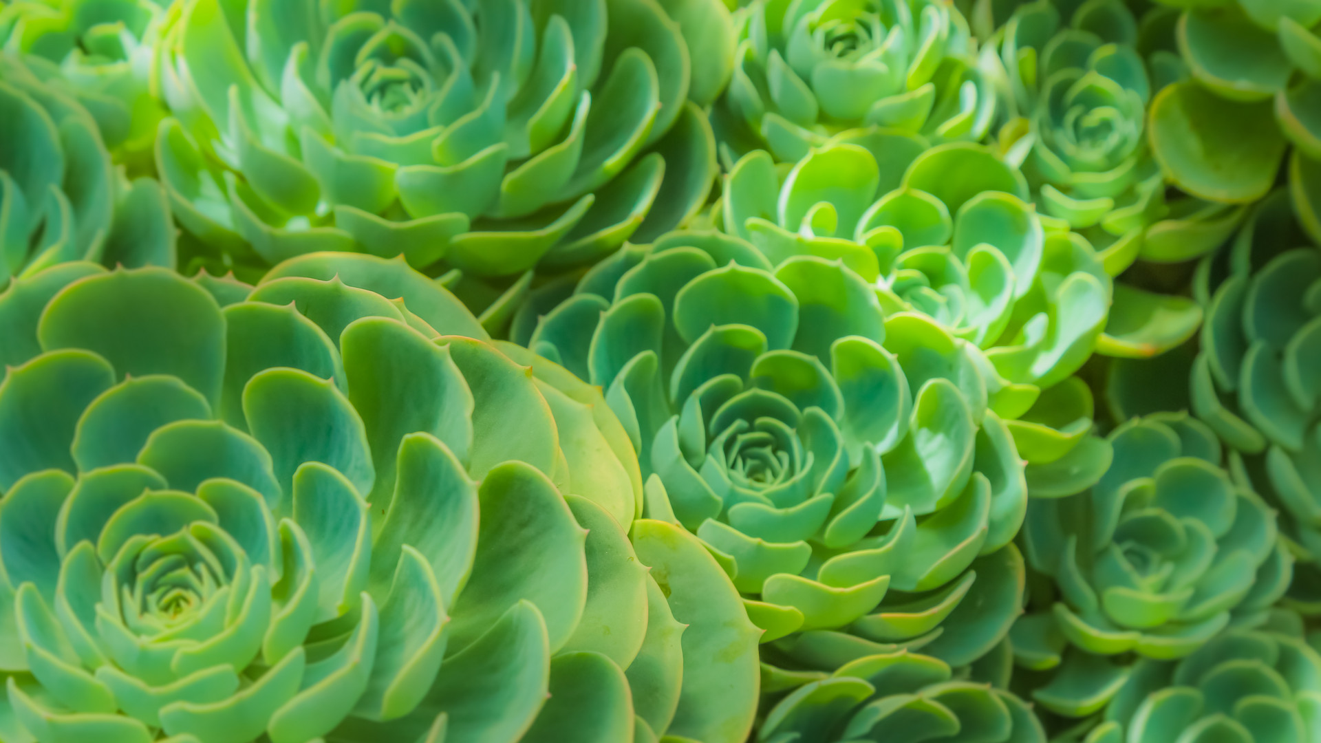 这几种常见的多肉植物有毒，你家里有养吗？