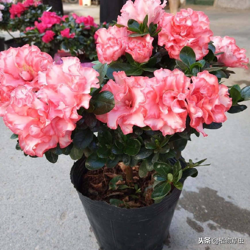 杜鹃花小苗易活还是大苗易活,杜鹃花苗刚收到怎么栽种