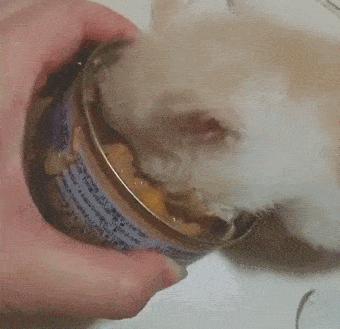 猫咪爪垫干裂可以涂什么,猫咪爪垫开裂用什么护爪霜